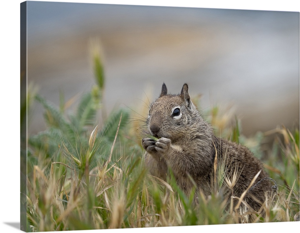 Usa, California. Squirrel in field.