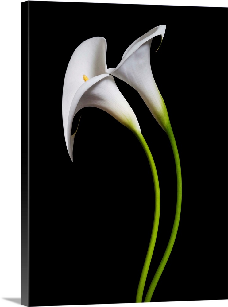 USA, California. Two calla lily flowers.