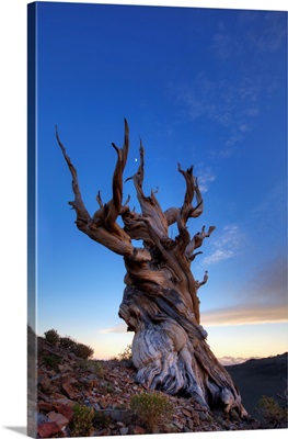 USA, California, White Mountains, Bristlecone Pine Tree At Sunset