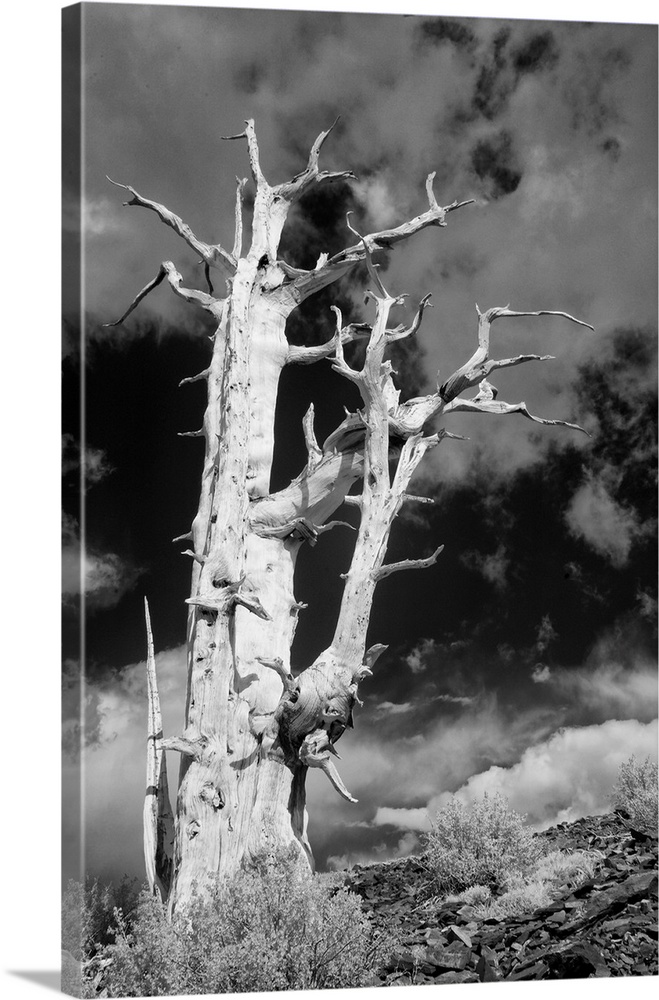 USA, California, White Mountains. Bristlecone pine tree in black and white.