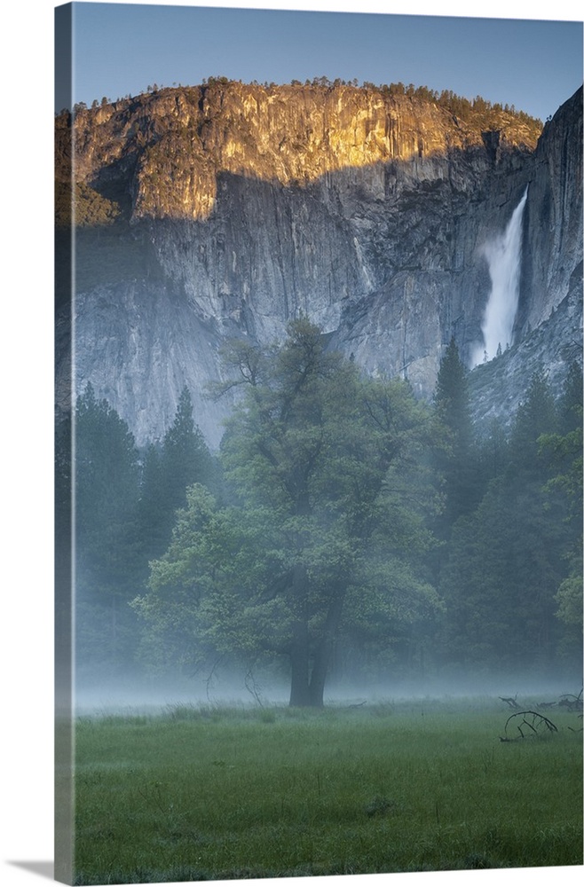 North America, USA, California, Yosemite National Park.  First light on Upper Yosemite Falls with oak and mist in a meadow...