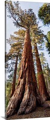 USA, California, Yosemite National Park, Giant Sequoia Trees In Mariposa Grove