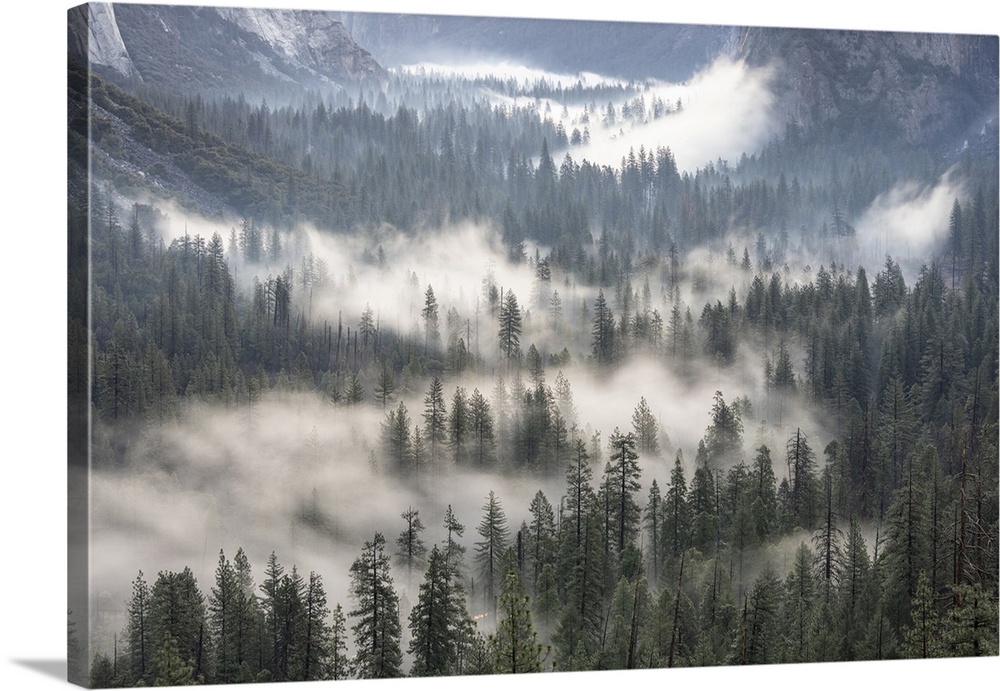 USA, California, Yosemite National Park. Sunrise fog on Yosemite Valley forest sunrise.
