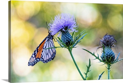 USA, Colorado, Butterfly