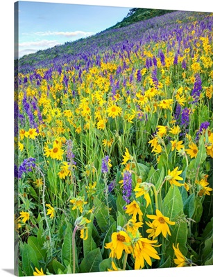 USA, Colorado, Crested Butte, Wildflowers cover hillside