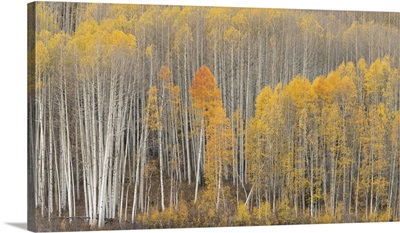 USA, Colorado, Fall-Colored Aspens In Gunnison National Forest