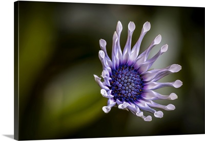 USA, Colorado, Fort Collins, African Daisy Close-Up