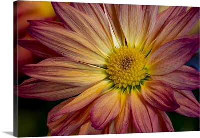 USA, Colorado, Fort Collins, Daisy Flower Close-Up