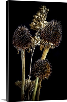 USA, Colorado, Fort Collins, Dried Echinacea Plants