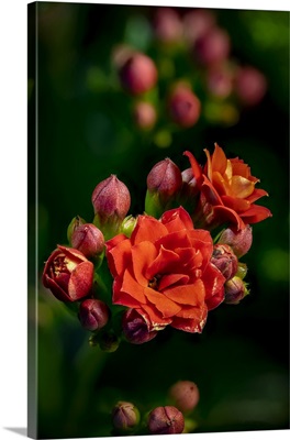 USA, Colorado, Fort Collins, Kalanchoe Flowers Close-Up