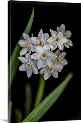 USA, Colorado, Fort Collins, Paperwhite Flower Plant Close-Up