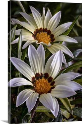 USA, Colorado, Fort Collins, White Flower Close-Up