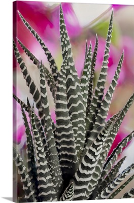 USA, Colorado, Fort Collins, Zebra Plant Succulent