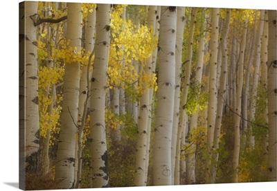 USA, Colorado, Gunnison National Forest, Aspen Trees Highlighted At Sunrise