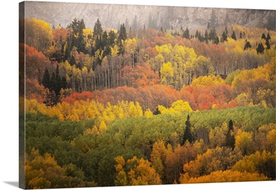 USA, Colorado, Gunnison National Forest, Forest In Autumn Colors