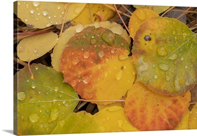 USA, Colorado, Gunnison National Forest, Raindrops On Fallen Autumn Aspen Leaves