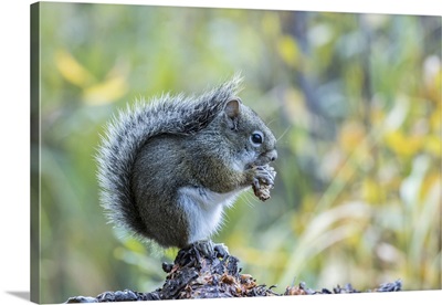 USA, Colorado, Indian Peaks Wilderness, Red Squirrel Eating Pine Cone