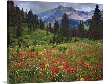 USA, Colorado, Laplata Mountains, Wildflowers In Mountain Meadow