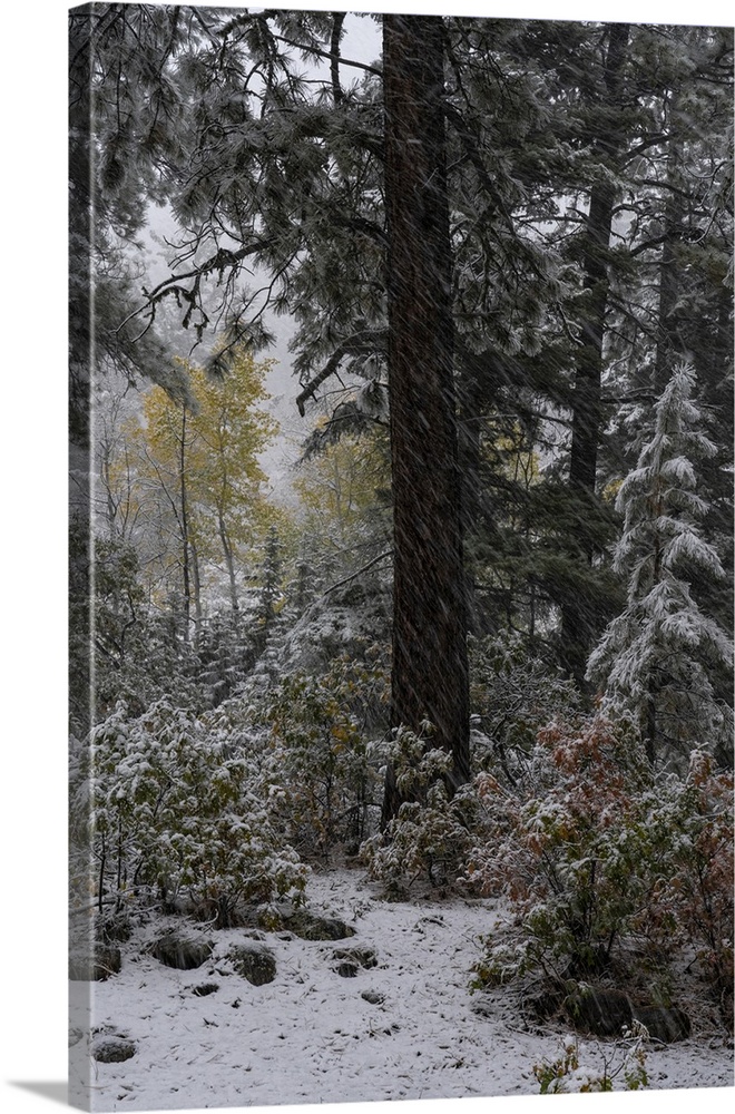 USA, Colorado. Late autumn snowfall, Gunnison National Forest.