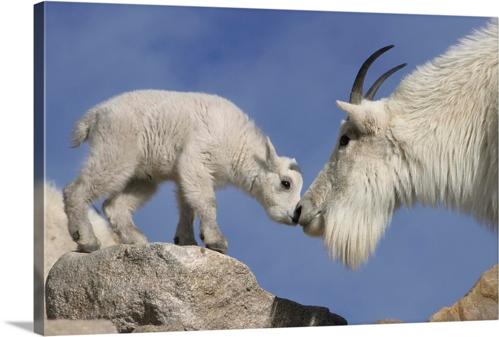 USA, Colorado, Mount Evans. Mountain goat mother and newborn kid greeting.