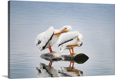 USA, Colorado, Pair Of White Pelicans