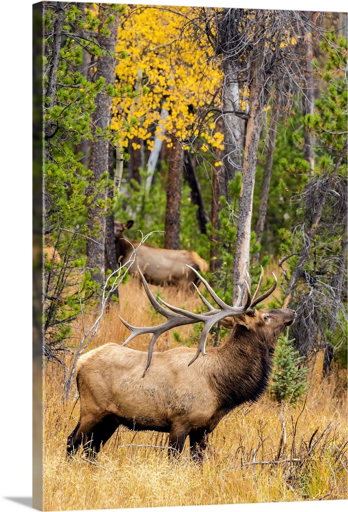 USA, Colorado, Rocky Mountain National Park. Male elk beginning to bugle.