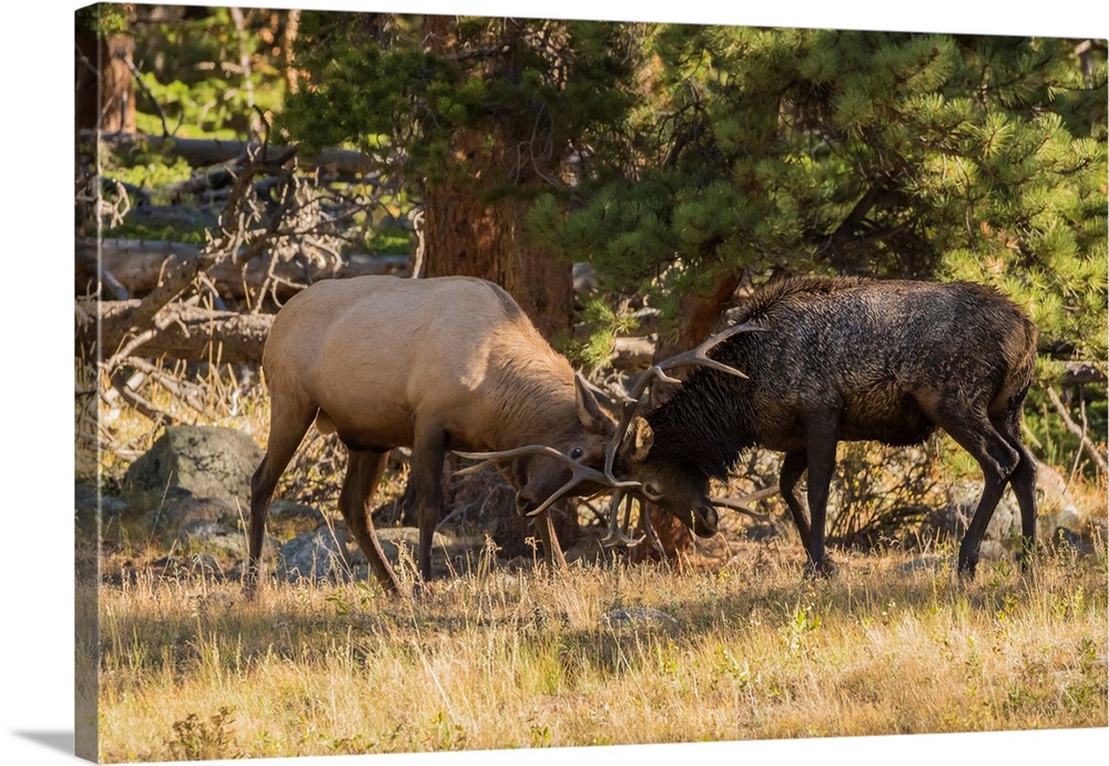 USA, Colorado, Rocky Mountain National Park. Male elks sparring.