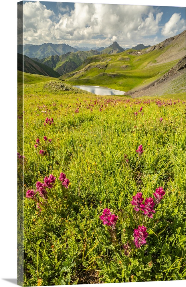 USA, Colorado, San Juan Mountains. Indian paintbrush flowers and lake in Placer Gulch.