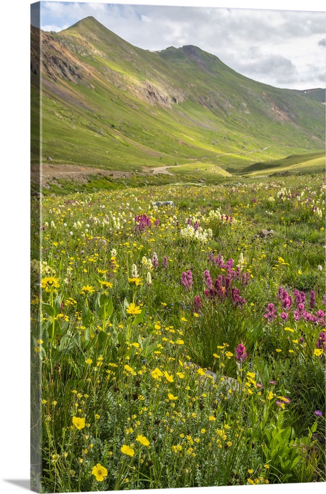 USA, Colorado, San Juan Mountains. Landscape with wildflowers in California Pass.