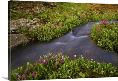 USA, Colorado, San Juan Mountains, Rushing Stream And Flowers Scenic