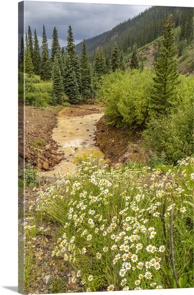 USA, Colorado, San Juan Mountains. Scenic with Cement Creek and daisies.