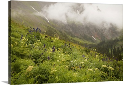 USA, Colorado, Sneffels Range, Mountainside Flowers Overlooking Yankee Boy Basin