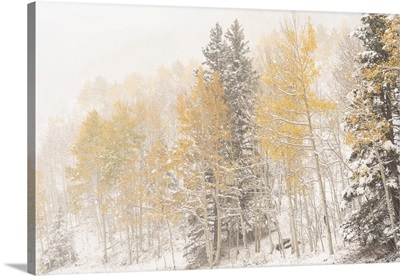 USA, Colorado, Uncompahgre National Forest, Aspen And Spruce After Autumn Snowstorm
