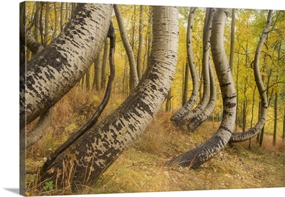 USA, Colorado, Uncompahgre National Forest, Deformed Aspen Trunks In Forest