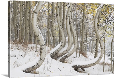 USA, Colorado, Uncompahgre National Forest, Deformed Aspen Trunks In Winter