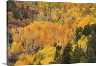 USA, Colorado, Uncompahgre National Forest, Mountain Aspen Forest In Autumn