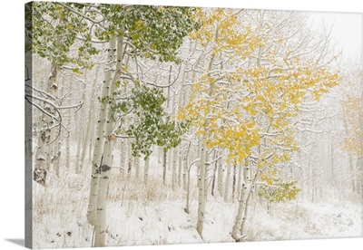 USA, Colorado, White River National Forest, Snow Coats Aspen Trees In Winter