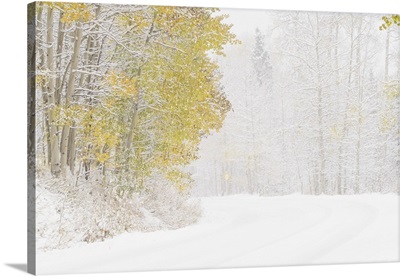 USA, Colorado, White River National Forest, Snowfall On Road Among Aspens