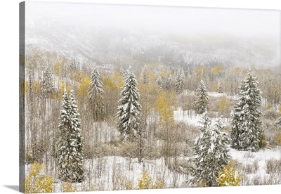 USA, Colorado, White River National Forest, Snowstorm On Forest