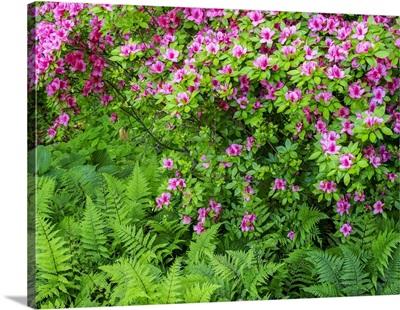 USA, Delaware, Azalea Shrub With Ferns Below In A Garden