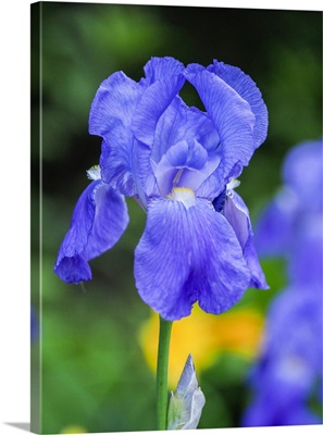 USA, Delaware, Close-Up Of A Blue Bearded Iris
