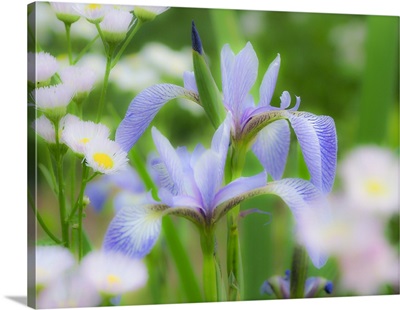 USA, Delaware, Iris And Wildflowers