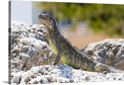 USA, Florida, Florida Keys, Key Largo, Green Iguana Strikes Noble Pose On Bulkhead