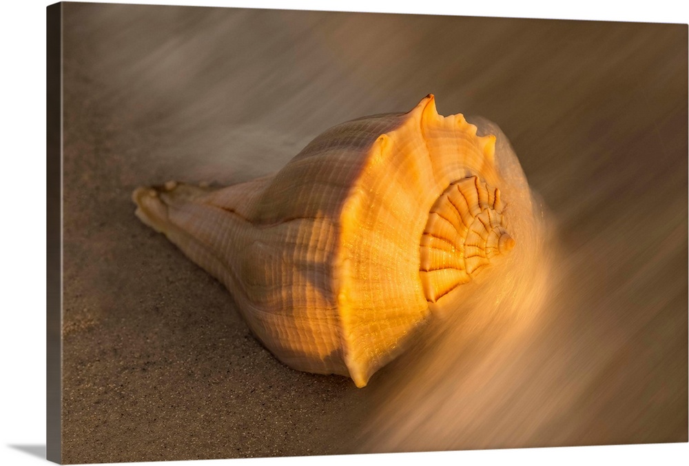 USA, Florida, Sanibel Island. Lightning whelk shell on beach sand.