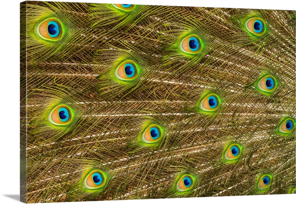 USA, North America, Florida, St. Augustine, Tail feathers of male peacock during breeding season.