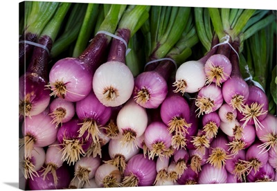 USA, Georgia, Savannah, Fresh onions at Forsyth Market in downtown Savannah