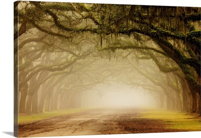 USA, Georgia, Savannah, Wormsloe Plantation Drive In The Early Morning Fog