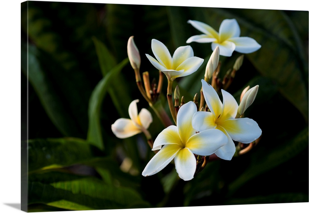 USA, Hawaii, Island of Hawaii, Kailua Kona, Close up of Singapore Plumeria ( Plumeria obstusa).