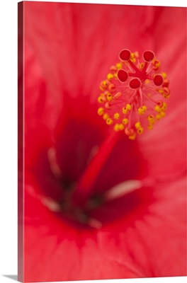 USA, Hawaii, Kauai, Detail Of Hibiscus Flower