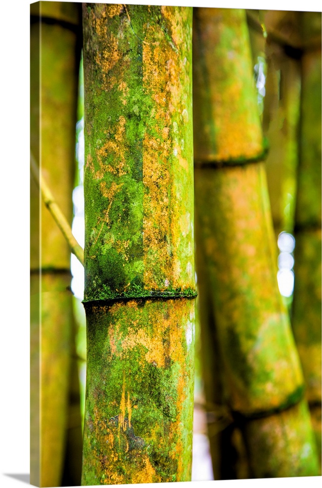 USA, Hawaii, Oahu, Close up of Bamboo stocks